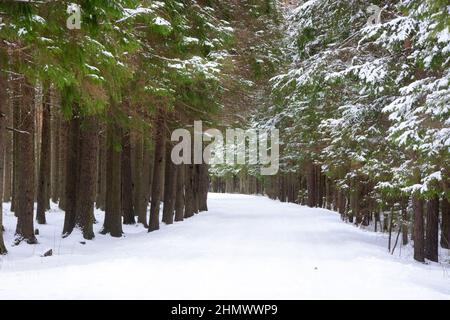 Forest path, winter forest, coniferous and deciduous, covered with snow. Russia, Leningrad region Stock Photo