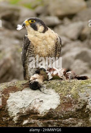 Peregrine falcon in its natural habitat in Denmark Stock Photo - Alamy