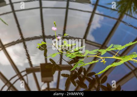 Close up view of tropical creeping Brazilian flowers of Mimosa pudica sensitive grass. Stock Photo