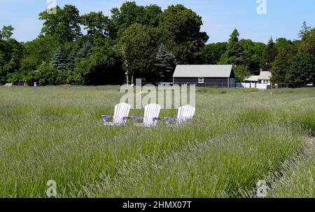 Three lavender-colored wooden chairs in the field, East Marion, NY, USA Stock Photo