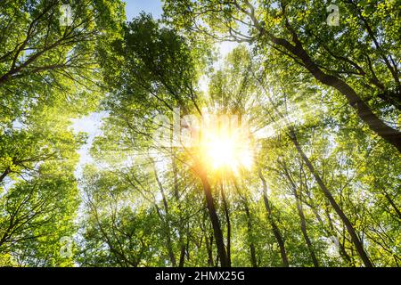 warm morning sun dramatically casting intense rays through the treetop Stock Photo