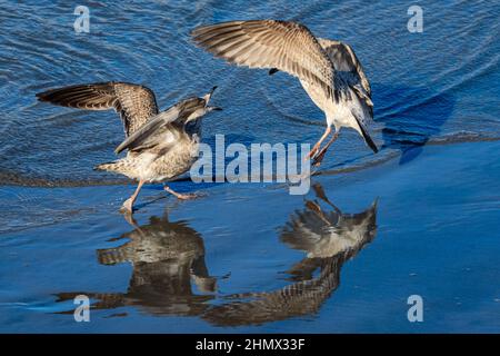London, UK. 12th Feb, 2022. Juvenile European herring gulls are reflected in the sandy bed of the River Thames at Greenwich Peninsula on a beautifully sunny day in London. Credit: Imageplotter/Alamy Live News Stock Photo