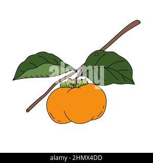 Vector illustration of a persimmon on a branch. Fresh fruit in cartoon style. Isolated on white background Stock Vector