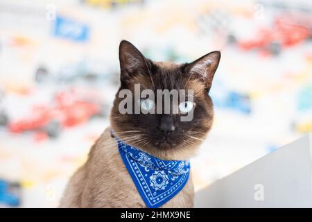 close-up image of a beautiful brown blue-eyed Siamese cat Stock Photo