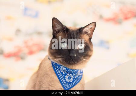 close-up image of a beautiful brown blue-eyed Siamese cat Stock Photo