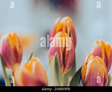 Beautiful tulip closeup. Detailed view of multiple tullips. A bouquet of red yellow tulips with fresh green leaves in soft lights at blur background i Stock Photo