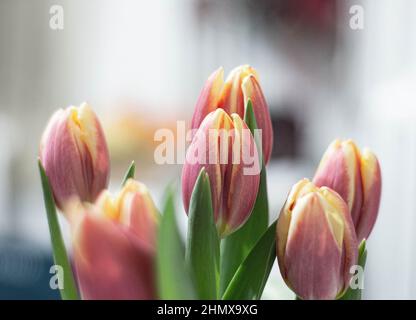 Beautiful tulip closeup. Detailed view of multiple tullips. A bouquet of red yellow tulips with fresh green leaves in soft lights at blur background i Stock Photo