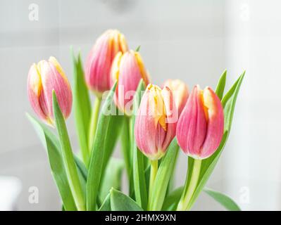 Beautiful tulip closeup. Detailed view of multiple tullips. A bouquet of red yellow tulips with fresh green leaves in soft lights at blur background i Stock Photo