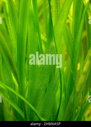 detail of a Vallisneria gigantea freshwater aquatic plants in a fish tank with blurred background - selective focus Stock Photo