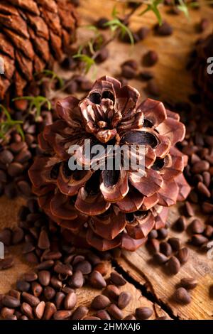 Siberian pine cone on wooden board with pine nuts. Stock Photo