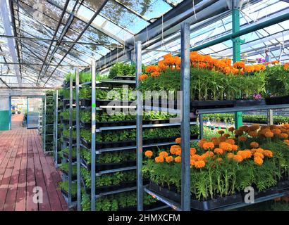 Mobile metal shelves with seedlings - green plants with blue flowers and marigolds. Stock Photo