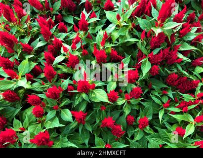 Top view of the gorgeous celosia flowers of bright red color with green fresh leaves as a beautiful background. Stock Photo