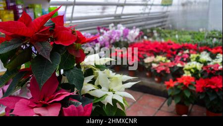 Multicolored poinsettia flowers, also known as the Christmas star, are sold in a flower shop. Stock Photo