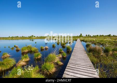bog pond at the High Fens (Hohes Venn) at spring in belgium Stock Photo