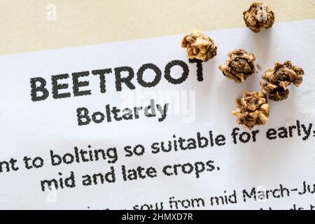 Beetroot 'Boltardy' seeds. Stock Photo