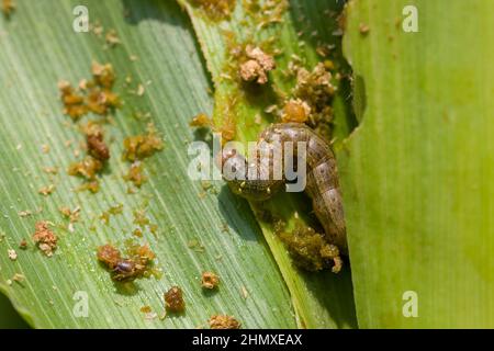 Fall armyworm Spodoptera frugiperda (J.E. Smith, 1797) on the damaged corn leafs with excrement Stock Photo