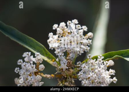 White flowering cymose umbel inflorescence of Asclepias Fascicularis, Apocynaceae, native perennial herb in the San Gabriel Mountains, Summer. Stock Photo