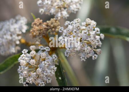 White flowering cymose umbel inflorescence of Asclepias Fascicularis, Apocynaceae, native perennial herb in the San Gabriel Mountains, Summer. Stock Photo