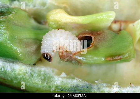 The larva of a beetle of the family Curculionidae - Weevils and the injured seed in which it developed. Stock Photo