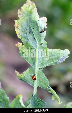A closeup of the multicoloured Asian Ladybird  Ladybug (Harmonia axyridis) on green plants. Stock Photo