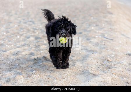 black labradoodle dog on lonesome beach in Jütland, Denmark, yellow tennis ball in its mouth, looking into the camera Stock Photo