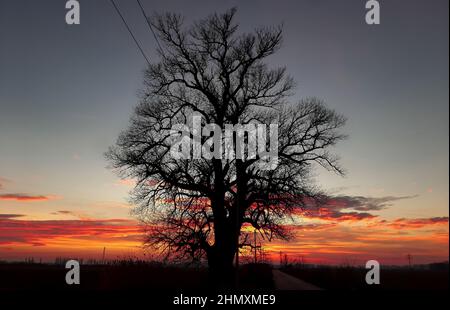 Bucharest, Romania - December 24, 2021: A lonely tree can be seen against the background of the sunset with reddish clouds on a country road in Ilfov Stock Photo