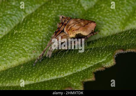 Small Typical Orbweaver of the Genus Acacesia Stock Photo