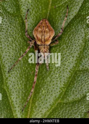 Small Typical Orbweaver of the Genus Acacesia Stock Photo