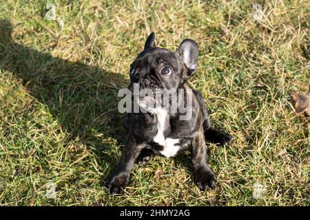 Female Puppy of French Bulldog standing. Stock Photo