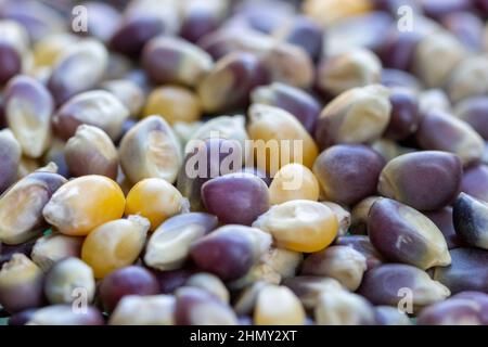 Freshly Harvested Popcorn Seeds - Perfect for Popping and Movie Night Snacking Stock Photo