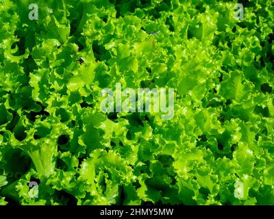 Close up of fresh green organic lettuce leaves texture background. Stock Photo