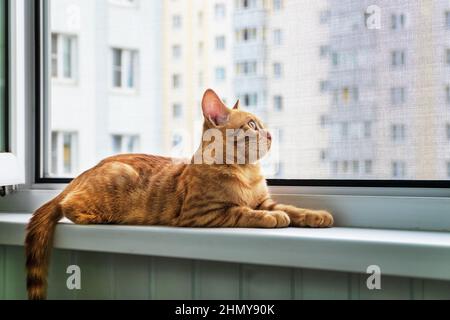 Kitten lies on windowsill. Anti-mosquito anti-vandal protective net Stock Photo
