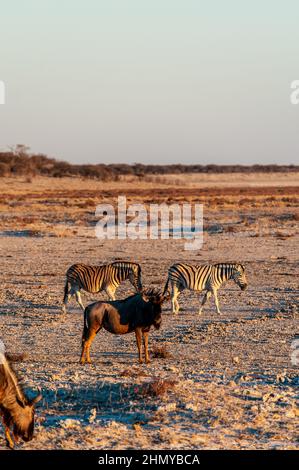 A herd of blue wildebeest - Connochaetes taurinus- and one Burchell's Plains zebra -Equus quagga burchelli- grazing on the plains of Etosha, around sunset. Etosha National Park, Namibia. Stock Photo
