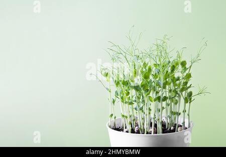 Green pea microgreen sprouts in a white flower pot Stock Photo