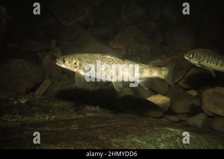 Atlantic salmon (Salmo salar) parr in its natal river, UK. Stock Photo