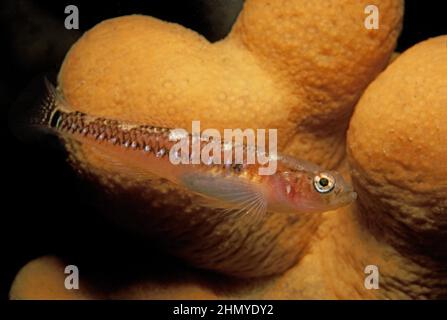 Two-spotted goby (Gobiusculus flavescens) swimming in front of dead man's fingers, UK. Stock Photo