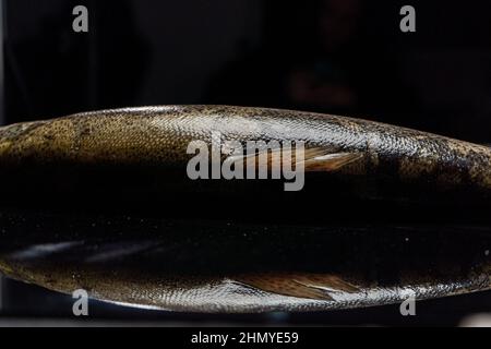 Fresh raw salmon red fish on a black wooden table. Creative layout made of fish, seafood, top view, flat lay Stock Photo