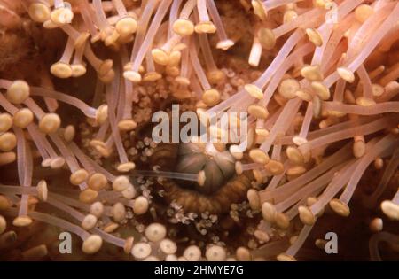 Mouth of common or edible sea urchin (Echinus esculentus) underwater, UK. Stock Photo