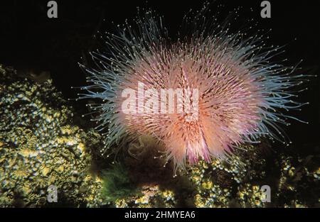 Common or edible sea urchin (Echinus esculentus) closeup showing extended tube feet, UK. Stock Photo