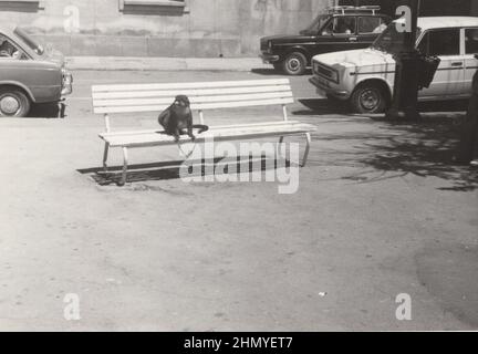 vintage photo about a  monkey who seats at the bench in Gibraltar or somewhere in Spain or anywhere else at the 1960s ADDITIONAL-RIGHTS-CLEARANCE-INFO-NOT-AVAILABLE Stock Photo