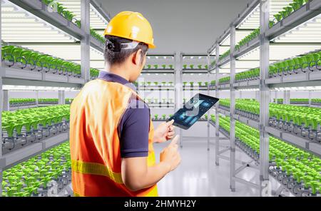 Agriculture technology with worker in smart indoor farm system raised plants on shelves growth with led light Stock Photo
