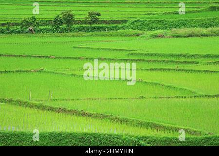 Vivid green paddy field with growing rice plants Stock Photo