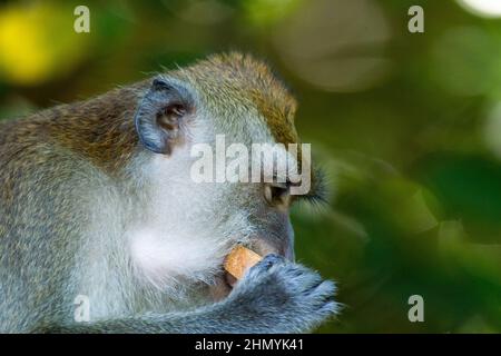 An adult Crab-eating macaque (Macaca fascicularis) feeding on fruits Stock Photo