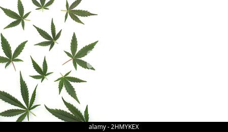Green cannabis leaves isolated on white background. Marijuana leaves arranged in a pattern on the right side with space for text. Top view Stock Photo