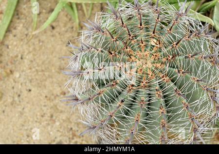 Ferocactus Peninsulae or Golden Barrel Cactus Plant  in Tropical Garden. A Succulent Plants with Sharp Thorns for Garden Decoration. Stock Photo