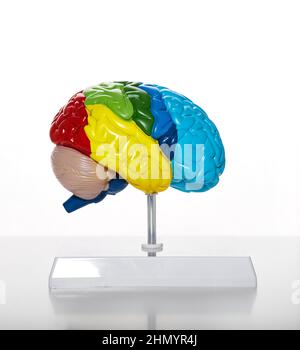 Anatomical model of human brain for medical education, close-up. Brain health concept in healthcare Stock Photo