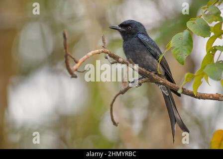 White-bellied Drongo - Dicrurus caerulescens, beautiful black perching bird from Asian bushes and woodlands, Sri Lanka. Stock Photo