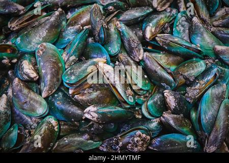 Perna canaliculus, New Zealand green-lipped mussel. Raw fresh mussels with green shell as background. Seafood market. Stock Photo