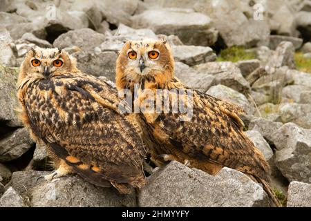 Two young, very large and powerful Eurasian Eagle Owls with bright orange eyes, facing forward in natural rocky outcrop.  Scientific name: Bubo Bubo. Stock Photo