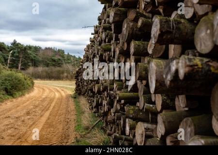 Cut tree logs stacked in a forest clearing. Deforestation, conservation, planting new tress concept Stock Photo